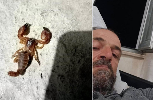 Ölü sandığı akrebi eline almak istedi, hastanede 9 saat baygın yattı!