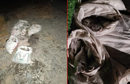 Hatay'da şaşkına çeviren olay: 1,5 milyon liralık vurgun yapmışlardı! Balık hırsızları suçüstü yakalandı...