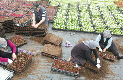 Çiftçi üretiyor, Bursa çiçek açıyor