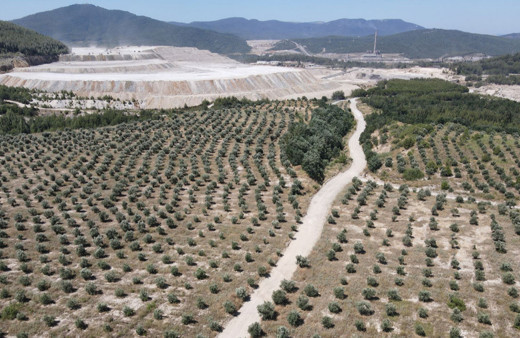 Milas'ta termik santralin maden sahasına 3 milyon fidan dikildi!