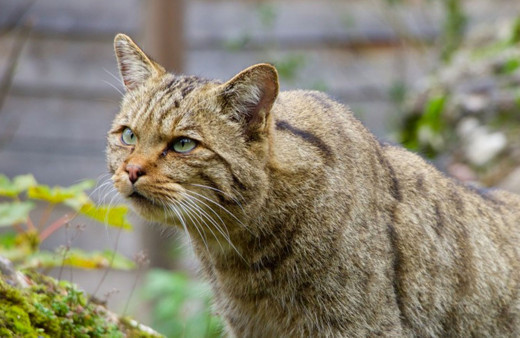Yabani kedinin kaçırdığı 15 günlük bebek çatıdan düşerek öldü