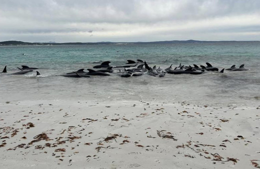 Avusturalya'da 51 pilot balina kıyıya vurdu! Nedeni ne?