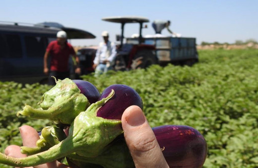 Sınırın sıfır noktasında patlıcan hasadı başladı!
