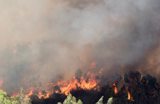 Aydın'da orman ve makilik alanda yangın çıktı