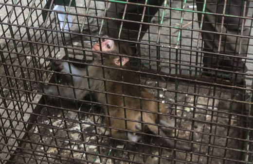 Bursa'da bir evin mutfağına giren maymun yakalandı!