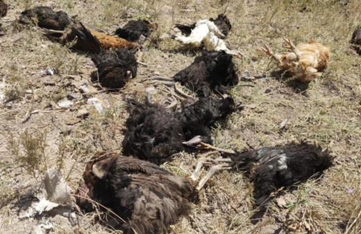 İçler acısı görüntüler! Başıboş köpekler 50 tavuğu telef etti