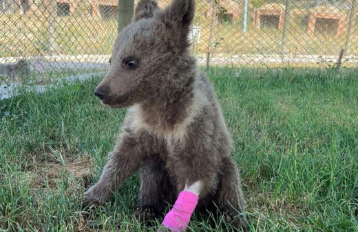 Kütahya'da yaralı yavru ayı tedavi altına alındı!