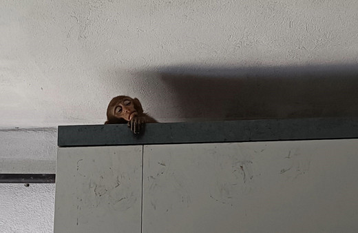 Bursa'da maymun operasyonu! Mutfağa giren maymun mahalleyi ayağa kaldırdı