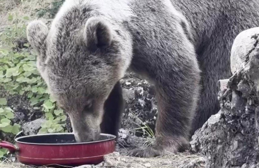 Tunceli'de kamp alanına gelen ayıyı vatandaşlar besliyor!