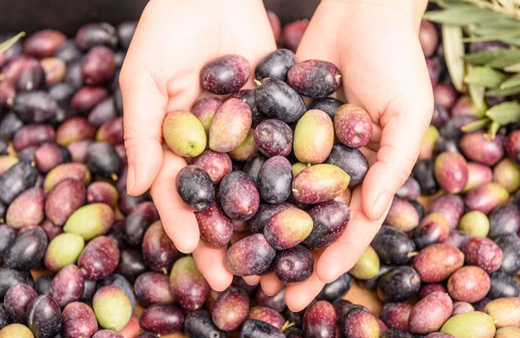 Sofralık zeytin ihracatı döviz bazında yüzde 52 arttı