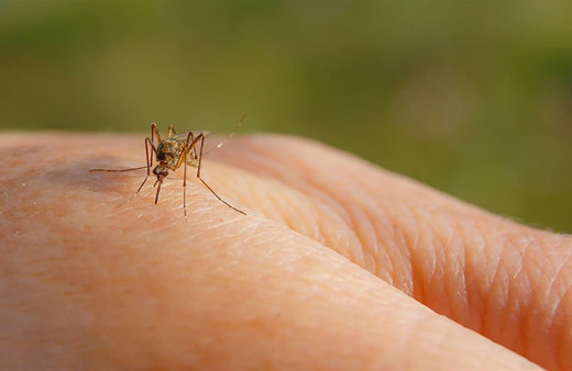 Bu özelliklere sahipseniz sivri sineklerin hedefi olabilirsiniz! İşte sivri sineklerin en çok ısırdığı o kan grubu