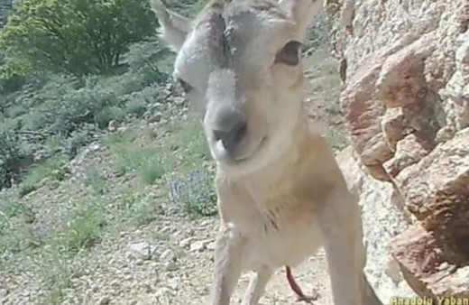 Anadolu yaban koyunu sayısı ülke genelinde bin 131’e ulaştı!