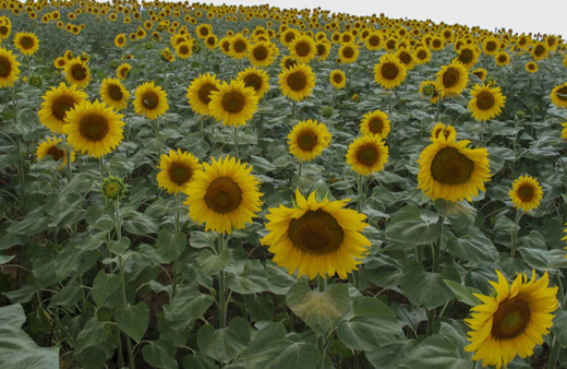 Tekirdağ'dan Rusya'ya yerli hibrit ayçiçeği tohumu ihracatı