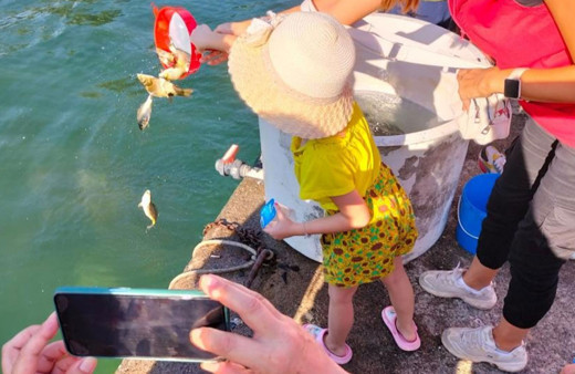 Muğla'da 318 bin yavru sazan balığı sulara bırakıldı!