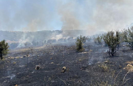 Manisa'da makilik alanda yangın çıktı!