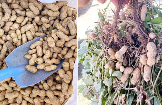 Yılın ilk yer fıstığı 125 TL’den alıcı buluyor!