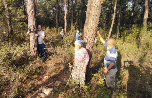 Akbelen olayı nedir, neden ağaçlar ormanlar kesiliyor? Akbelen'i kim kesiyor?
