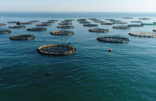 Su ürünleri ihracatında en aslan payı Ege Bölgesi'nin!