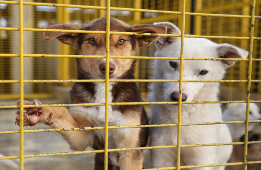 Bursa'da çareyi sokak hayvanlarını kısırlaştırmada buldu! "İlk önce halkın sağlığı"
