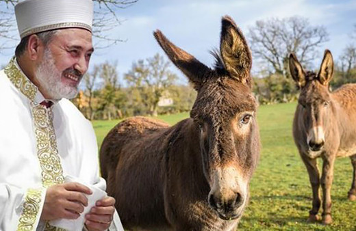 Ankara Müftüsü fetvayı verdi: Yabani eşeğin eti de sütü de helal!