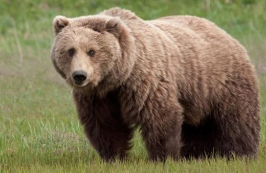 Tunceli'de kamp alanına giren boz ayı korkuttu! "İki aydır kampta karnını doyuruyor"