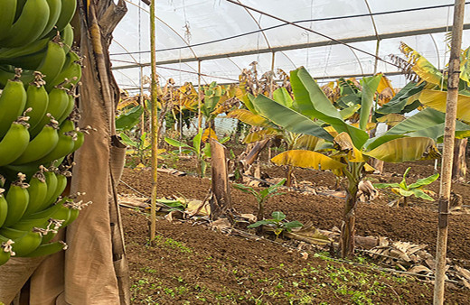 Muz serasında dehşet anları! Elektrik akımına kapılıp hayatını kaybetti