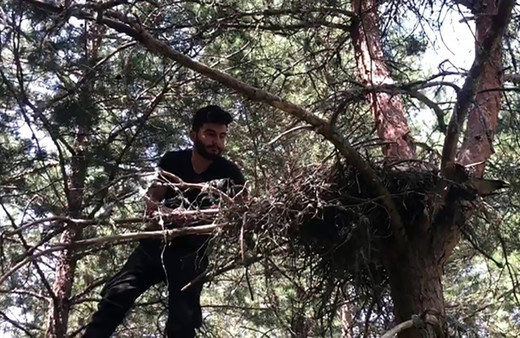 Orman işçisinden taktir toplayan hareket! Annesi ölen yavru şahinlere bakın nasıl bakıyor