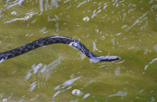 Denizde yılan paniği! Yüzerken bacağına dolandı...