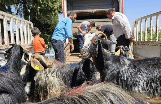 Adıyaman'daki depremzedelere 124 keçi dağıtıldı!
