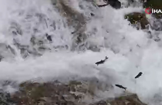 Tonlarca sazan can çekişiyor! Göç yolları kapatıldı!