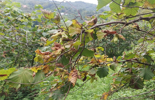Fındık üreticilerine Orman Müdürlüğünden 'erken hasat' uyarısı