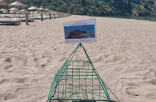 Muğla'da İztuzu sahilindeki caretta caretta yuvalarının sayısı 700'e ulaştı!