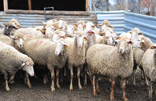 Kahramanmaraş'ta şap karantinası başlatıldı