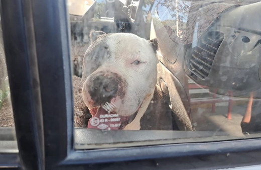Aydın'da aracın içine giren Pitbull korkuttu! Sürücü saatlerce yardım bekledi