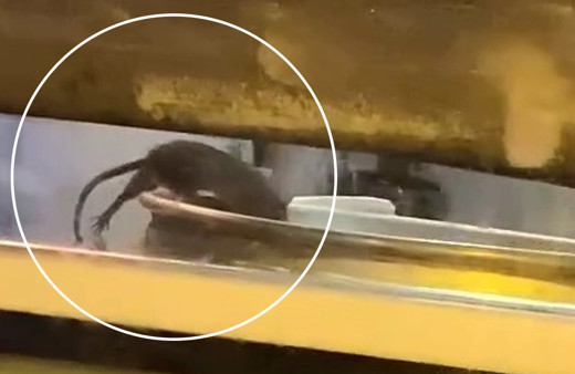 Fare tepsilerin içinde böyle gezdi! Börekçideki görüntü mide bulandırdı