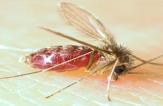 Uzmanlardan tatilcilere önemli uyarı! Bu sinek resmen enfeksiyon saçıyor