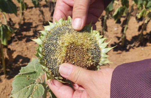 Trakya'da son yılların en büyük kuraklığı yaşanıyor: Ayçiçeği bücür kaldı!