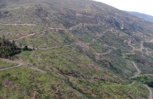 5 yıl önce küle dönmüştü: 251 hektarlık orman yeniden yeşerdi!