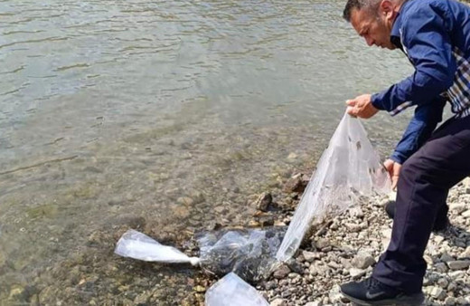 Afyonkahisar Şuhut’ta göletlere 115 bin yavru sazan balığı bırakıldı!