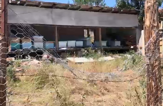 Tel örgülü önlem ayıları durduramadı: Korumaya çalıştığı arıları telef oldu