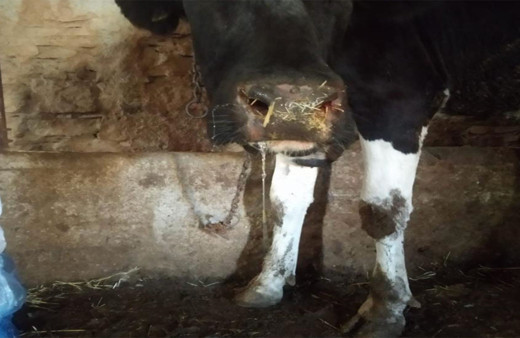 Hayvancılara kötü haber! Şap hastalığı sebebiyle hayvan hareketleri yasaklandı