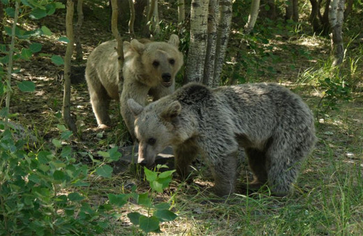 Ormanda korku dolu anlar! Muhabirler aynı saldırısından kıl payı kurtuldu