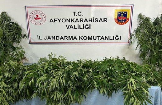 Afyonkarahisar'da uyuşturucu operasyonu! Jandarma 160 kök kenevir ele geçirdi