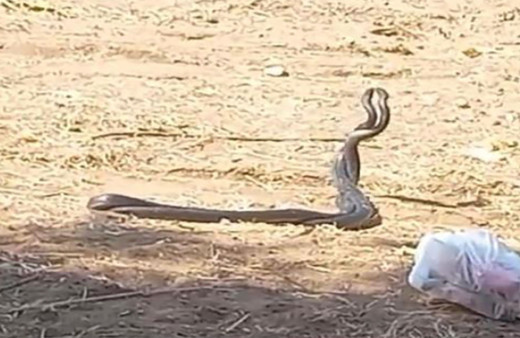 Mersin'de yılanların 'çiftleşme dansı' kameralara yansıdı