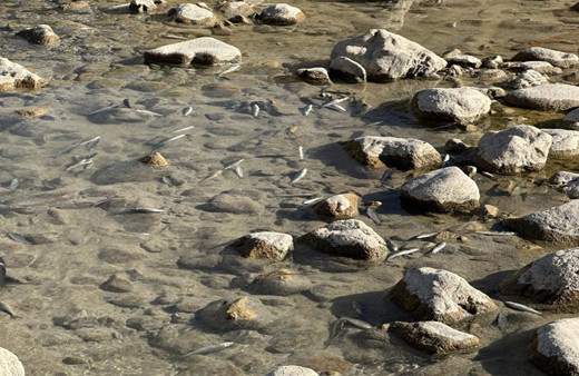 Bu görüntülerin nedeni herkesi korkuttu! Hakkari'de balıklar sürü halinde ölüyor