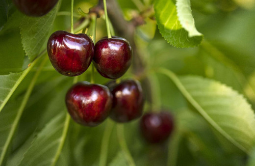 Türkiye'nin kiraz ihracatı 205 milyon dolara ulaştı!