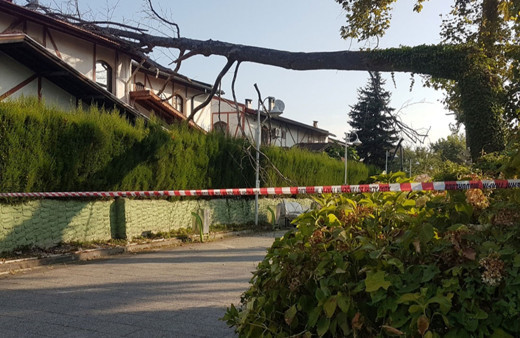 Sakarya'da asırlık çınar ağacı evin çatısına devrildi!