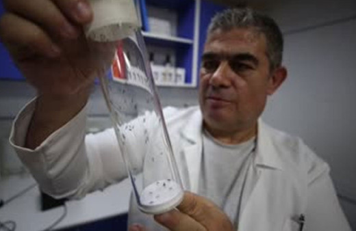 Asya kaplan sivrisineği Ege ve Akdeniz'de hızla yayılıyor! Mücadelesi çok zor!