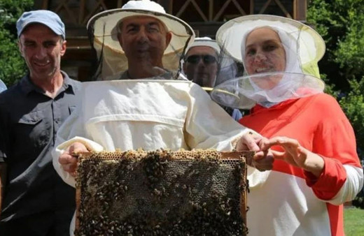 Artvin'in dünyaca ünlü, ödüllü balı "Macahel Balı"nın tanıtımı ve sağımı yapıldı