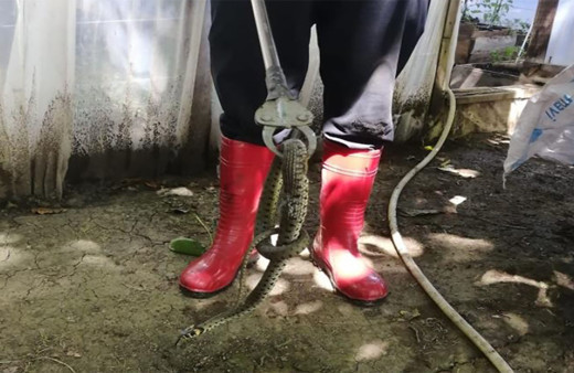 Bolu'da seraya giren yılan paniğe yol açtı! İtfaiye ekipleri yılanı yakaladı